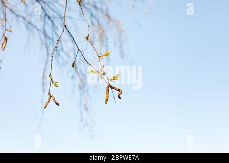 Zweige mit jungen Blättern und Kätzchen von Birkenbaum und blauer Himmel auf Hintergrund am Frühlingstag sonnig (Fokus auf grünen Blättern im Vordergrund) Stockfoto