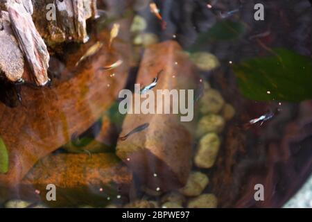 Guppy Fische oder Millionfische und Regenbogenfische schwimmen im Wasser und essen Nahrung und Lotuspflanze in Fisch Tontopf in kleinen Garten in Nonthaburi, Thailand Stockfoto