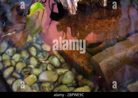 Guppy Fische oder Millionfische und Regenbogenfische schwimmen im Wasser und essen Nahrung und Lotuspflanze in Fisch Tontopf in kleinen Garten in Nonthaburi, Thailand Stockfoto