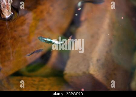 Guppy Fische oder Millionfische und Regenbogenfische schwimmen im Wasser und essen Nahrung und Lotuspflanze in Fisch Tontopf in kleinen Garten in Nonthaburi, Thailand Stockfoto