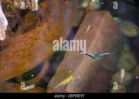 Guppy Fische oder Millionfische und Regenbogenfische schwimmen im Wasser und essen Nahrung und Lotuspflanze in Fisch Tontopf in kleinen Garten in Nonthaburi, Thailand Stockfoto