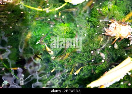 Guppy Fische oder Millionfische und Regenbogenfische schwimmen im Wasser und essen Nahrung und Lotuspflanze in Fisch Tontopf in kleinen Garten in Nonthaburi, Thailand Stockfoto