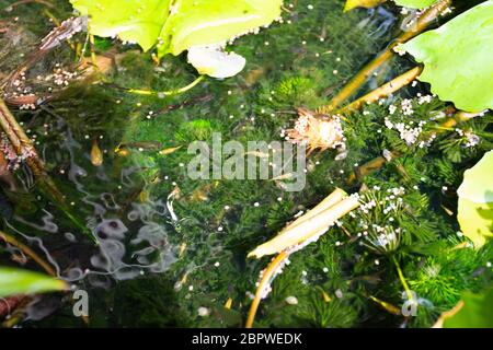 Guppy Fische oder Millionfische und Regenbogenfische schwimmen im Wasser und essen Nahrung und Lotuspflanze in Fisch Tontopf in kleinen Garten in Nonthaburi, Thailand Stockfoto