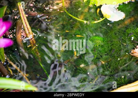 Guppy Fische oder Millionfische und Regenbogenfische schwimmen im Wasser und essen Nahrung und Lotuspflanze in Fisch Tontopf in kleinen Garten in Nonthaburi, Thailand Stockfoto