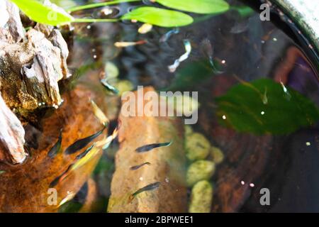 Guppy Fische oder Millionfische und Regenbogenfische schwimmen im Wasser und essen Nahrung und Lotuspflanze in Fisch Tontopf in kleinen Garten in Nonthaburi, Thailand Stockfoto