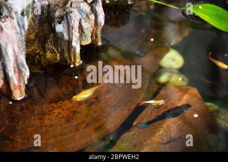 Guppy Fische oder Millionfische und Regenbogenfische schwimmen im Wasser und essen Nahrung und Lotuspflanze in Fisch Tontopf in kleinen Garten in Nonthaburi, Thailand Stockfoto