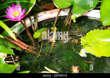 Guppy Fische oder Millionfische und Regenbogenfische schwimmen im Wasser und essen Nahrung und Lotuspflanze in Fisch Tontopf in kleinen Garten in Nonthaburi, Thailand Stockfoto