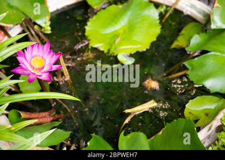 Guppy Fische oder Millionfische und Regenbogenfische schwimmen im Wasser und essen Nahrung und Lotuspflanze in Fisch Tontopf in kleinen Garten in Nonthaburi, Thailand Stockfoto