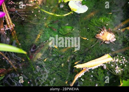 Guppy Fische oder Millionfische und Regenbogenfische schwimmen im Wasser und essen Nahrung und Lotuspflanze in Fisch Tontopf in kleinen Garten in Nonthaburi, Thailand Stockfoto
