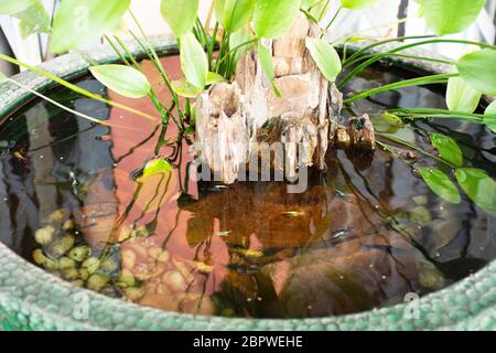 Guppy Fische oder Millionfische und Regenbogenfische schwimmen im Wasser und essen Nahrung und Lotuspflanze in Fisch Tontopf in kleinen Garten in Nonthaburi, Thailand Stockfoto