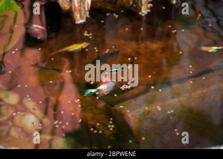 Guppy Fische oder Millionfische und Regenbogenfische schwimmen im Wasser und essen Nahrung und Lotuspflanze in Fisch Tontopf in kleinen Garten in Nonthaburi, Thailand Stockfoto
