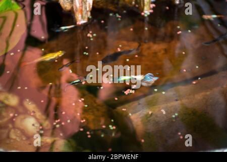 Guppy Fische oder Millionfische und Regenbogenfische schwimmen im Wasser und essen Nahrung und Lotuspflanze in Fisch Tontopf in kleinen Garten in Nonthaburi, Thailand Stockfoto