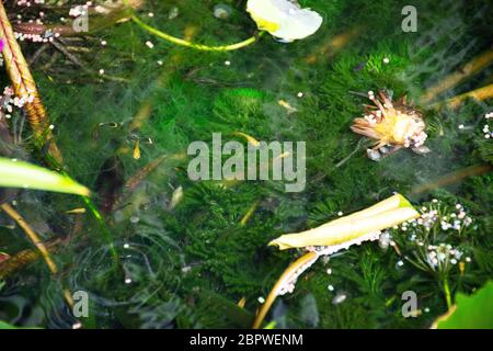 Guppy Fische oder Millionfische und Regenbogenfische schwimmen im Wasser und essen Nahrung und Lotuspflanze in Fisch Tontopf in kleinen Garten in Nonthaburi, Thailand Stockfoto