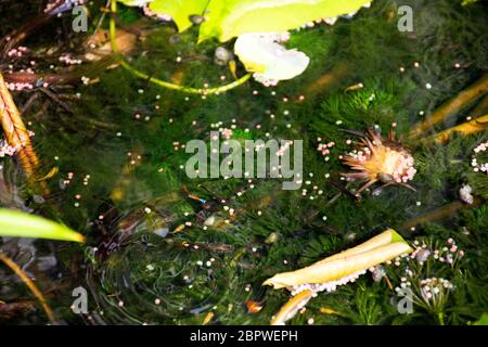 Guppy Fische oder Millionfische und Regenbogenfische schwimmen im Wasser und essen Nahrung und Lotuspflanze in Fisch Tontopf in kleinen Garten in Nonthaburi, Thailand Stockfoto