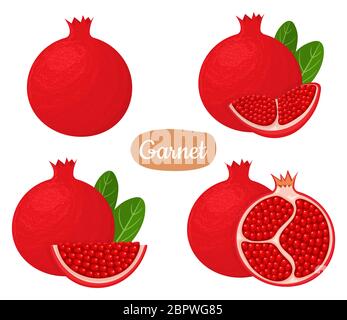 Set aus frischen ganzen, halb, geschnitten Scheibe Granatapfel Früchte isoliert auf weißem Hintergrund. Sommerfrüchte für einen gesunden Lebensstil. Bio-Obst. Cartoon-Stil Stock Vektor