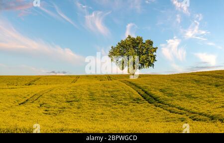 Einsamer, grüner Baum auf einem Frühlingsfeld Stockfoto