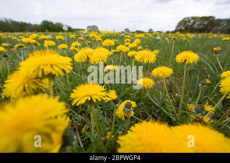 Löwenzahn, Löwenzahn-Wiese, Löwenzahnwiese, Wiesen-Löwenzahn, Wiesenlöwenzahn, Gemeiner Löwenzahn, gewöhnlicher Löwenzahn, Kuhblume, Taraxacum officin Stockfoto