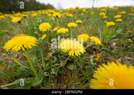 Löwenzahn, Löwenzahn-Wiese, Löwenzahnwiese, Wiesen-Löwenzahn, Wiesenlöwenzahn, Gemeiner Löwenzahn, gewöhnlicher Löwenzahn, Kuhblume, Taraxacum officin Stockfoto