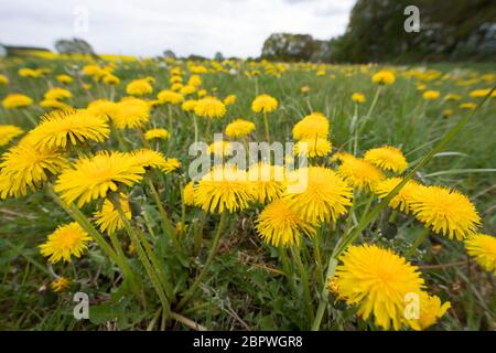 Löwenzahn, Löwenzahn-Wiese, Löwenzahnwiese, Wiesen-Löwenzahn, Wiesenlöwenzahn, Gemeiner Löwenzahn, gewöhnlicher Löwenzahn, Kuhblume, Taraxacum officin Stockfoto