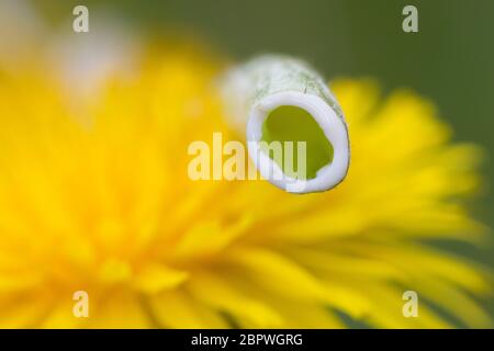 Löwenzahn, Milchsaft im Ständer, Wiesen-Löwenzahn, Wiesenlöwenzahn, Gemeiner Löwenzahn, gewöhnlicher Löwenzahn, Kuhblume, Taraxacum officinale, Taraxa Stockfoto