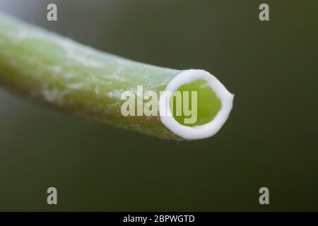 Löwenzahn, Milchsaft im Ständer, Wiesen-Löwenzahn, Wiesenlöwenzahn, Gemeiner Löwenzahn, gewöhnlicher Löwenzahn, Kuhblume, Taraxacum officinale, Taraxa Stockfoto