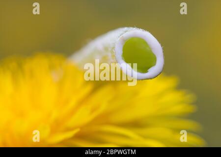 Löwenzahn, Milchsaft im Ständer, Wiesen-Löwenzahn, Wiesenlöwenzahn, Gemeiner Löwenzahn, gewöhnlicher Löwenzahn, Kuhblume, Taraxacum officinale, Taraxa Stockfoto