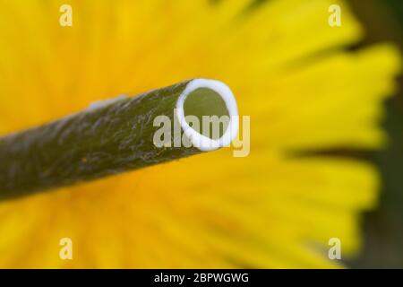 Löwenzahn, Milchsaft im Ständer, Wiesen-Löwenzahn, Wiesenlöwenzahn, Gemeiner Löwenzahn, gewöhnlicher Löwenzahn, Kuhblume, Taraxacum officinale, Taraxa Stockfoto