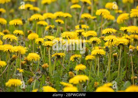 Löwenzahn, Löwenzahn-Wiese, Löwenzahnwiese, Wiesen-Löwenzahn, Wiesenlöwenzahn, Gemeiner Löwenzahn, gewöhnlicher Löwenzahn, Kuhblume, Taraxacum officin Stockfoto