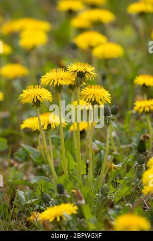 Löwenzahn, Löwenzahn-Wiese, Löwenzahnwiese, Wiesen-Löwenzahn, Wiesenlöwenzahn, Gemeiner Löwenzahn, gewöhnlicher Löwenzahn, Kuhblume, Taraxacum officin Stockfoto