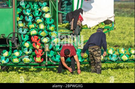 Gemüseernte in Tarleton, Lancashire. Mai 2020. Wetter in Großbritannien. EU-Wanderarbeitnehmer ernten Salat an sonnigen, warmen Tagen in der Gegend, die als „Salatschüssel“ in West Lancashire bekannt ist. Die Farmen sind von einem Mangel an Wanderarbeitern betroffen, auf die Großbritannien angewiesen ist, um die Gemüse- und Salatkulturen einzubringen. Diese Verknappung bedeutet, dass die Betriebe jetzt die Arbeitskräfte zusammenlegen und sie je nach Bedarf von einem Bauernhof zum einen transportieren. Das Vereinigte Königreich benötigt etwa 80.000 Saisonarbeiter, um die Gemüseernte zu ernten, und praktisch alle kommen aus Osteuropa. Stockfoto