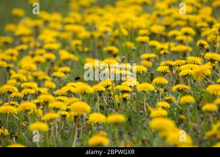 Löwenzahn, Löwenzahn-Wiese, Löwenzahnwiese, Wiesen-Löwenzahn, Wiesenlöwenzahn, Gemeiner Löwenzahn, gewöhnlicher Löwenzahn, Kuhblume, Taraxacum officin Stockfoto