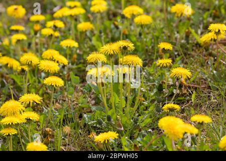 Löwenzahn, Löwenzahn-Wiese, Löwenzahnwiese, Wiesen-Löwenzahn, Wiesenlöwenzahn, Gemeiner Löwenzahn, gewöhnlicher Löwenzahn, Kuhblume, Taraxacum officin Stockfoto