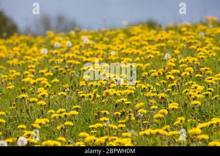 Löwenzahn, Löwenzahn-Wiese, Löwenzahnwiese, Wiesen-Löwenzahn, Wiesenlöwenzahn, Gemeiner Löwenzahn, gewöhnlicher Löwenzahn, Kuhblume, Taraxacum officin Stockfoto