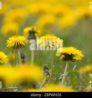 Löwenzahn, Löwenzahn-Wiese, Löwenzahnwiese, Wiesen-Löwenzahn, Wiesenlöwenzahn, Gemeiner Löwenzahn, gewöhnlicher Löwenzahn, Kuhblume, Taraxacum officin Stockfoto