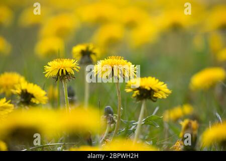 Löwenzahn, Löwenzahn-Wiese, Löwenzahnwiese, Wiesen-Löwenzahn, Wiesenlöwenzahn, Gemeiner Löwenzahn, gewöhnlicher Löwenzahn, Kuhblume, Taraxacum officin Stockfoto