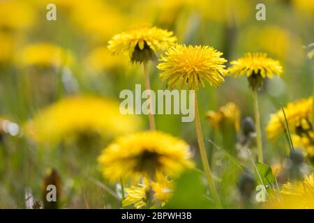 Löwenzahn, Löwenzahn-Wiese, Löwenzahnwiese, Wiesen-Löwenzahn, Wiesenlöwenzahn, Gemeiner Löwenzahn, gewöhnlicher Löwenzahn, Kuhblume, Taraxacum officin Stockfoto