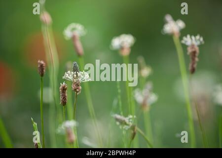 Spitzwegerich, Spitzwegerich, Wegerich, Blüten, Blütenstand, blühend, Plantago lanceolata, English Plantain, Ribwort, Schmalblattbanane, Ribwort pl Stockfoto