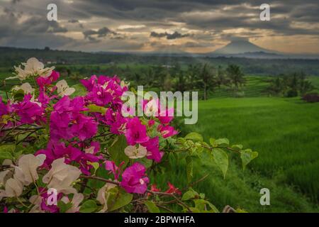 Die Reisterrassen von Jatiluwih an einem bewölkten Morgen. Bunte bougainville Blumen im Vordergrund der Reisterrassen in Jatiluwih und Mount Agung Stockfoto