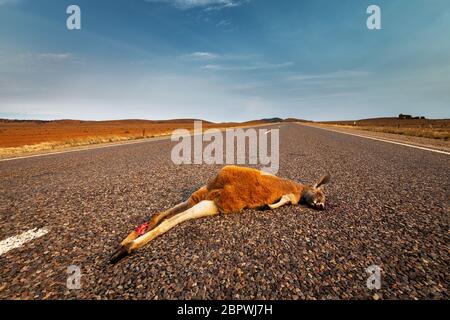 Typische Szene, die täglich auf Australiens Straßen zu sehen ist. Stockfoto