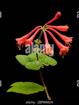 Die trompetenförmigen Scharlachblumen der Lonicera Brownii Dropmore Scarlet Geißblatt Kletterpflanze im späten Frühjahr und Frühsommer. Stockfoto