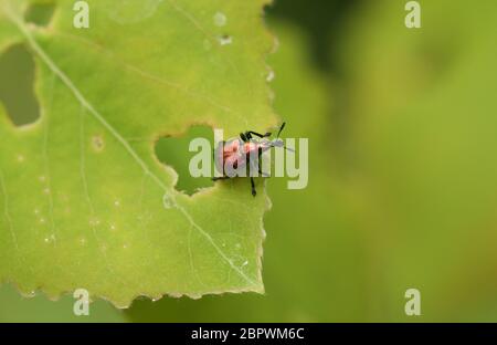 Ein hübsches Blatt rollenden Weevil, Byctiscus populi, auf einem Aspen-Baum Blatt, Populus tremula, im Wald. Stockfoto