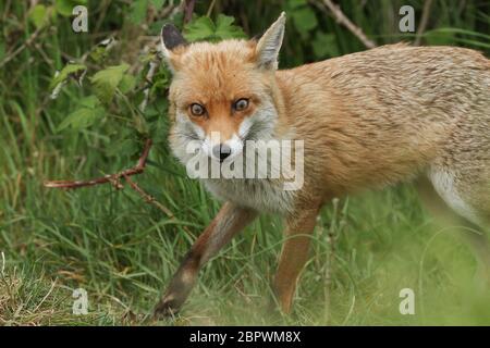 Ein herrlicher wilder Rotfuchs, Vulpes vulpes, der im Frühjahr auf einem Feld jagt. Stockfoto