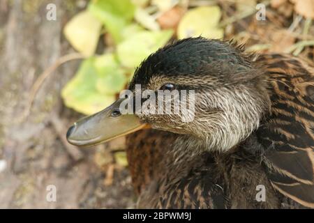 Ein Kopfschuss eines niedlichen Mallard Entenling, Anas platyrhynchos, auf dem Ufer eines Flusses ruhen. Stockfoto