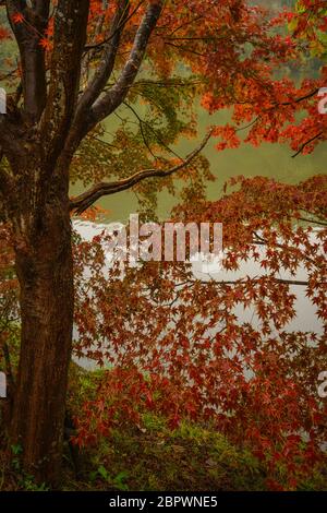 Aufgenommen in Japan im Herbst, am Ufer des Kameyama Sees in Kimitsu. Stockfoto
