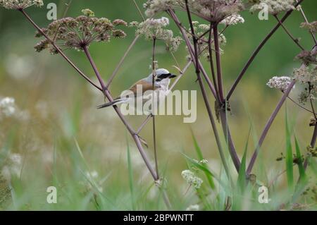 Neuntöter (Lanius collurio) Männchen im Saarland nahe Losheim im August. Stockfoto