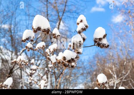 Frischer Schnee auf der Klette-Großstadtvon nah-oben im Wald an sonnigen Frühlingstag Stockfoto