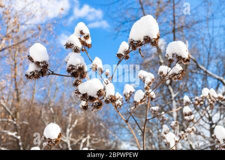 Frischer Schnee auf getrockneten Kletten Nahaufnahme im Wald an sonnigen Frühlingstag Stockfoto