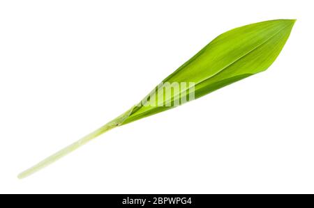 Shoot von frischem Bärlauch (Ramson) auf weißem Hintergrund isoliert Stockfoto