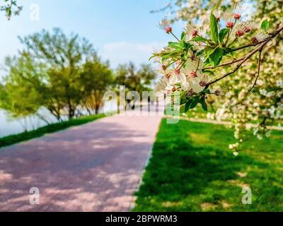 Frühlingskirschblüten. Kirschblüten im Frühling in einem Kiewer Park in der Nähe des Dnjepr. Stockfoto