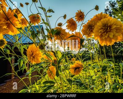 Busch von kleinen gelben Blumen auf einem Hintergrund eines Sonnenuntergangs Stockfoto